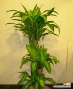 探索以巴西木的独特花语和深刻寓意 以巴西木的花语和寓意