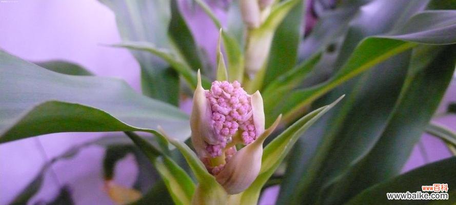 探索以巴西木的独特花语和深刻寓意 以巴西木的花语和寓意