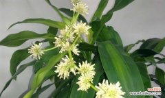 探索木花所代表的情感和象征意义 以巴西木花语与寓意的奥秘解读