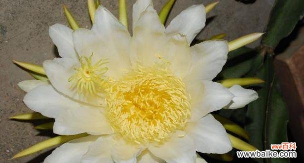 探寻霸王花开花时间与寓意之谜 霸王花盛开的奇迹