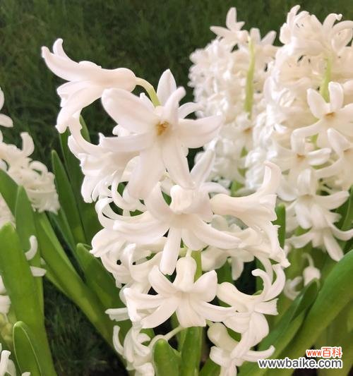 深入解读白风信子的花语 白风信子花语与代表意义