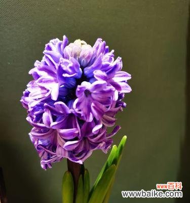 深入解读白风信子的花语 白风信子花语与代表意义