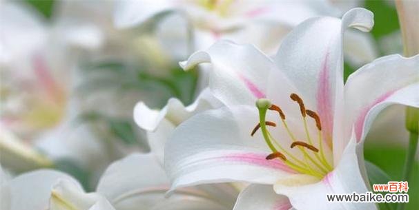 探寻白百合花所代表的情感和寓意 白百合花的花语及象征意义