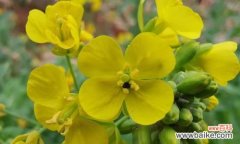 以油菜花花语油菜花的文化背景及其魅力 油菜花