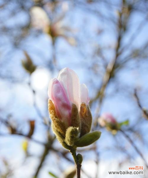 探究玉兰花的文化内涵及其意义的深入解读 玉兰花的寓意与象征意义