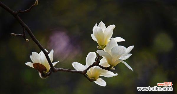探究玉兰花的文化内涵及其意义的深入解读 玉兰花的寓意与象征意义