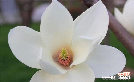 探究玉兰花的文化内涵及其意义的深入解读 玉兰花的寓意与象征意义