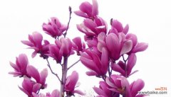 探索玉兰花的花语与文化底蕴 玉兰花