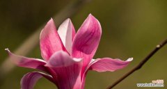 从古至今 玉兰花的象征意义及深远影响