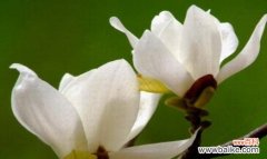 探索玉兰花的文化内涵与象征 玉兰花的寓意与象征意义