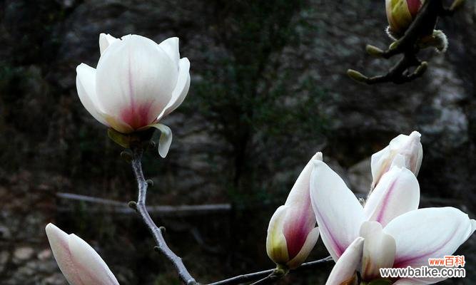 探索玉兰花的文化内涵与象征 玉兰花的寓意与象征意义