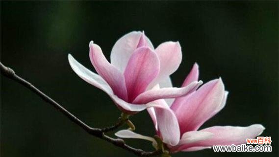探寻玉兰花的深层含义 玉兰花的寓意与象征