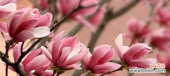 探寻玉兰花的深层含义 玉兰花的寓意与象征