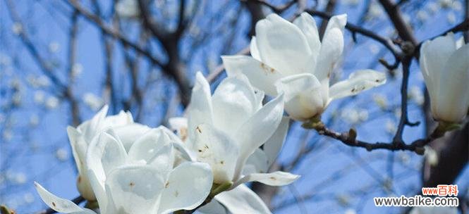 探寻玉兰花的深层含义 玉兰花的寓意与象征