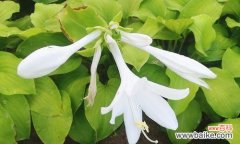 一枝玉簪 玉簪花的花语