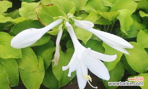 一枝玉簪 玉簪花的花语