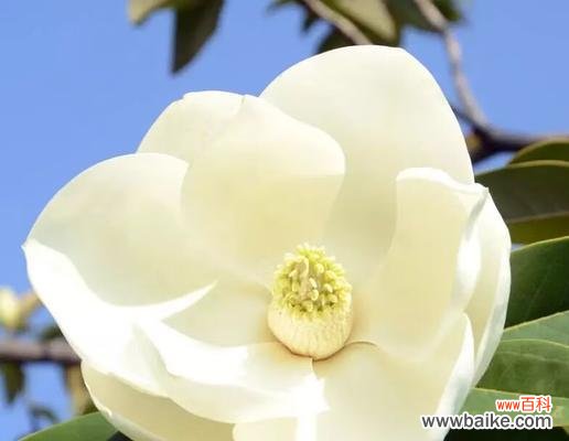 探索玉兰树的象征意义及其在风水中的作用 玉兰树的寓意与风水关系