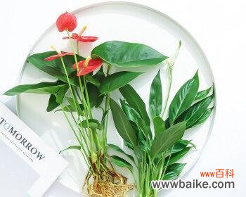 掌握花语 以白红掌花代表的意义