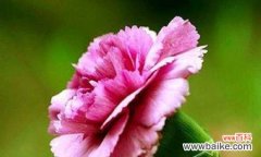 用花语传递美好祝福的意义与方法 白康乃馨花语及祝福