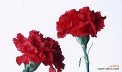 花开如意 白康乃馨的花语及象征意义解读