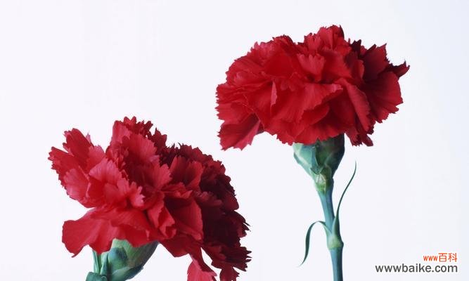 花开如意 白康乃馨的花语及象征意义解读