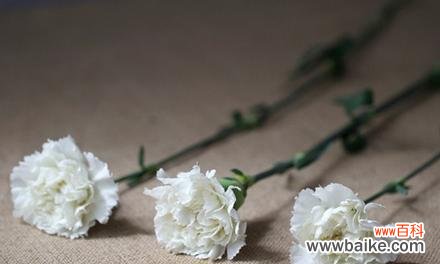 花开如意 白康乃馨的花语及象征意义解读