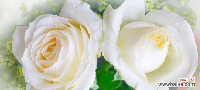 纯洁与无瑕的花朵 白玫瑰花的象征意义