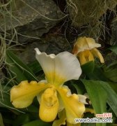 揭示白鸟开花的奥秘和象征意义 白鸟开花