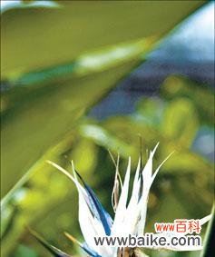 揭示白鸟开花的奥秘和象征意义 白鸟开花