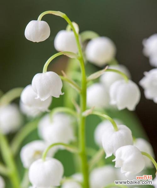 解读白铃兰的美丽与深情 白铃兰的花语与寓意