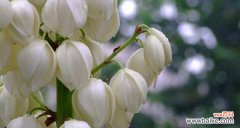 解读白铃兰的美丽与深情 白铃兰的花语与寓意