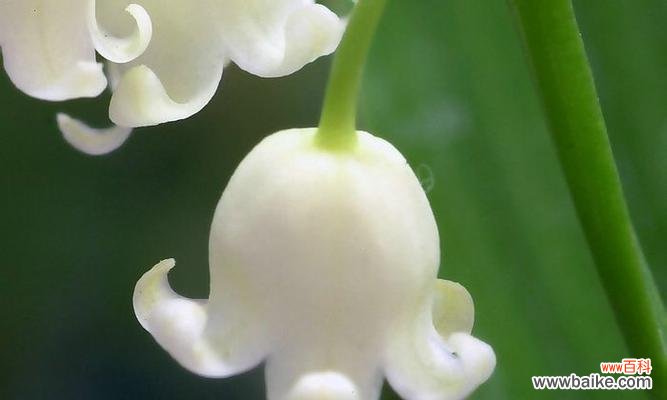 解读白铃兰的美丽与深情 白铃兰的花语与寓意