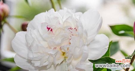 解读白牡丹花的风水哲学 白牡丹花风水寓意与作用