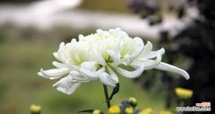 探寻白色雏菊的神秘与美丽 白色雏菊的花语和寓意