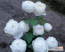 探寻白色花的秘密与美丽 白色花的含义及象征意义