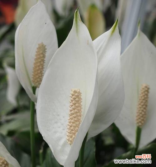 探寻白色花的秘密与美丽 白色花的含义及象征意义