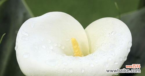 解读白色马蹄莲花的深刻内涵 白色马蹄莲花的神秘寓意