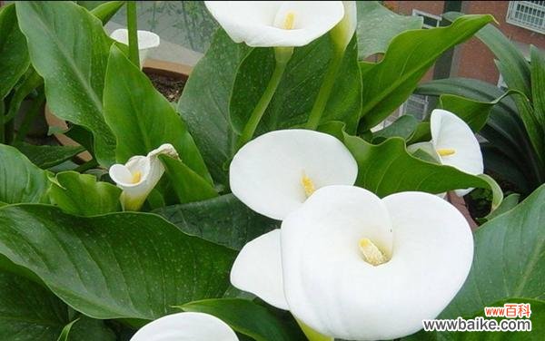 解读白色马蹄莲花的深刻内涵 白色马蹄莲花的神秘寓意