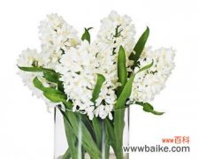 传达纯洁和希望的风信子 白色风信子的花语与象征意义