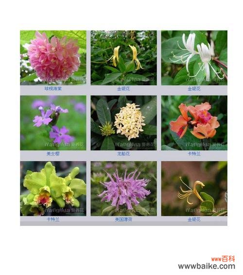 探索曼陀罗花的传说与含义 曼陀罗花