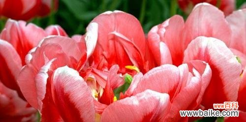 探寻郁金香的文化内涵与情感共鸣 郁金香的美丽与象征意义