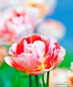 从花海中解读郁金香的美丽与寓意 郁金香的意义与象征