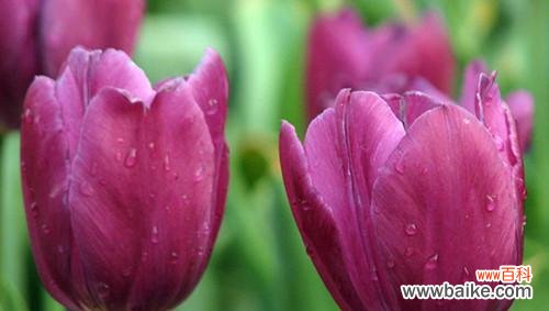 探寻郁金花的花语及文化背景 郁金花的花语及象征意义