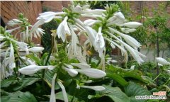 探寻玉簪花的象征意义及美好寓意 玉簪花的美丽寓意