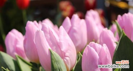 郁金香的美丽与希望 郁金香的象征意义及文化传承