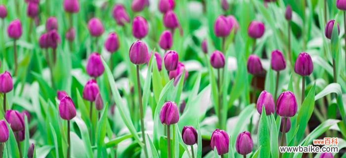 郁金香的美丽与希望 郁金香的象征意义及文化传承