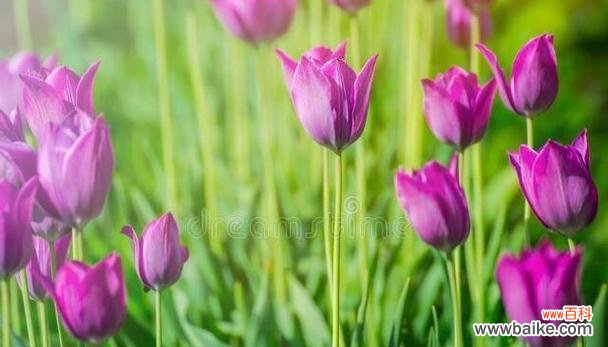 解读郁金香花语 郁金香的花语及其象征意义