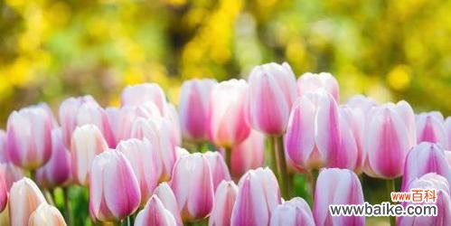 解读郁金香花语 郁金香的花语及其象征意义