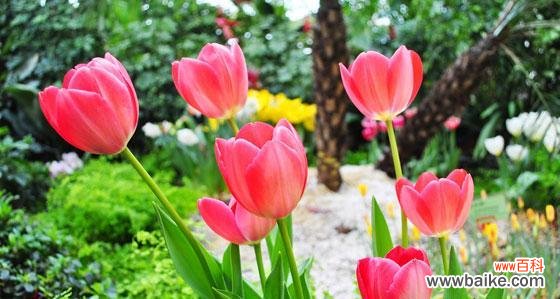 探索白色郁金香花语的深层含义 白色郁金香的花语