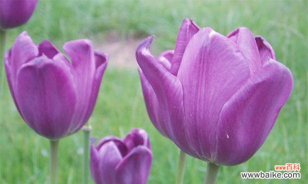 探索白色郁金香花语的深层含义 白色郁金香的花语